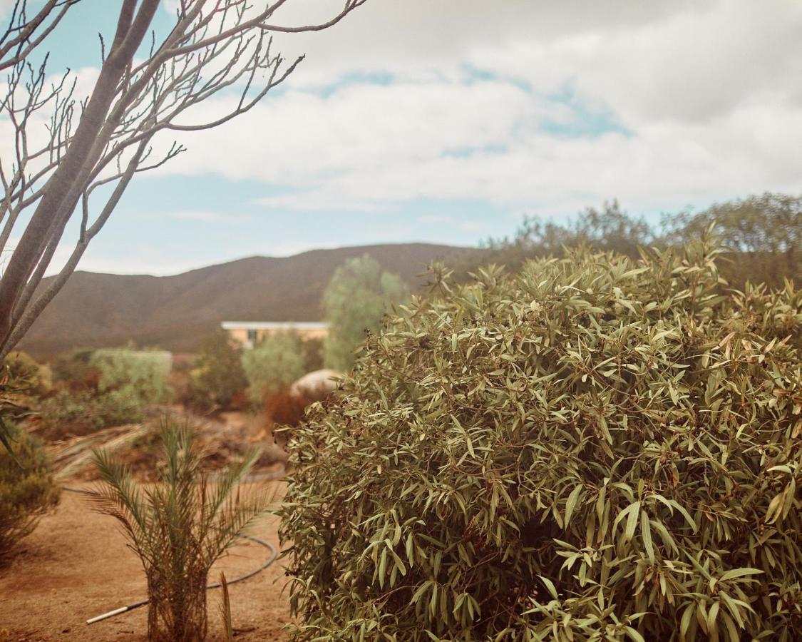 Bed and Breakfast Quinta Estrella Valle de Guadalupe Zewnętrze zdjęcie
